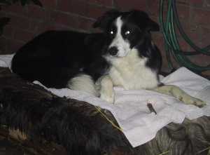 Moni hat ihren warmen Liegeplatz im Garten angenommen!