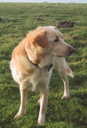 So eine schne grne Wiese, die Schafe htten wir doch auch mitnehmen knnen???