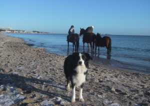 Pferde waren auch am Strand unterwegs.