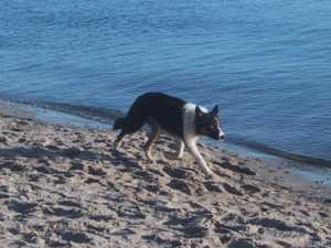 Bruno war der aktivste Hund am Grmitzer Strand