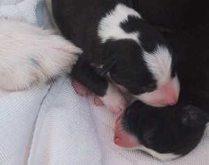 Brder kuscheln: oben Adato, unten Amigo