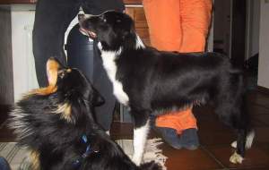 Amigo und sein Hundekumpel Sammy