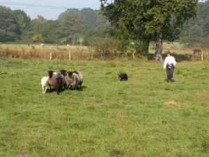 Amidala bei der Arbeit