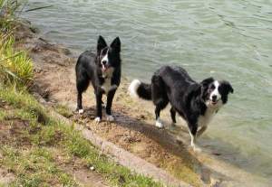 Moni und Amidala am Mittellandkanal