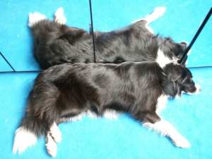 Moni hat alle Viere von sich gestreckt ;-)))))))))))))