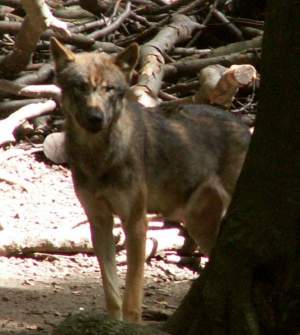 Wlfe im Osnabrcker Zoo