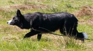 Gerade auf die Schafe zu