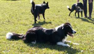 Moni vorne, dahinter Amidala, daneben Ayleen