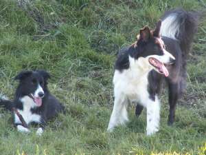 Amely und eine Besucherhndin