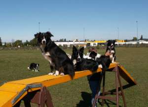 Ayleen, Amidala, Adato und Amely