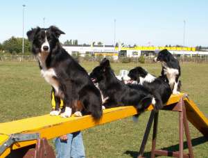 Ayleen, Amidala, Adato und Amely