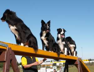 Ayleen, Amidala, Adato und Amely