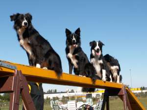 Ayleen, Amidala, Adato und Amely