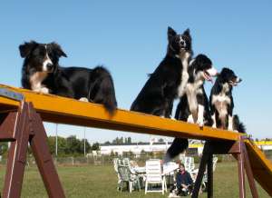 Ayleen, Amidala, Adato und Amely