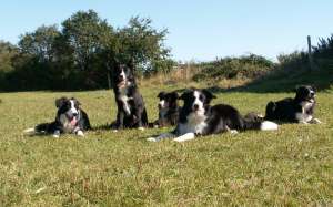 vorne Moni, Adato, Amidala, Ayleen, Amely