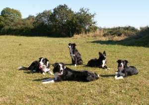 vorne Moni, hinten Adato, Ayleen, Amidala und Amely