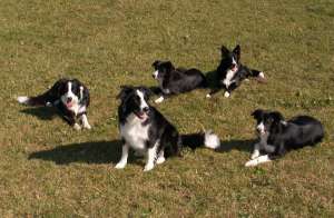 vorne Moni, hinten Adato, Ayleen, Amidala und Amely