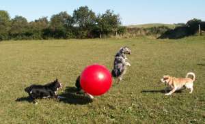 Buntes Treiben, auch Savage war dabei