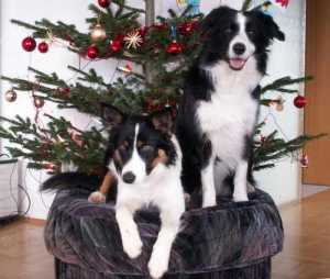 Schöne Weihnachten!