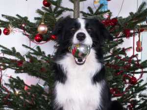 Moni hilft beim Weihnachtsbaumschmücken.