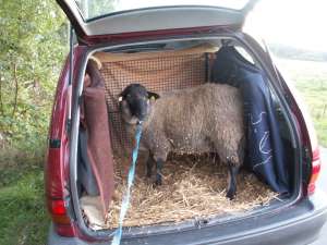 Das Bckchen im Kofferraum