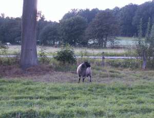 Erste Kontaktaufnahme: Wo bin ich hier??? Seid ihr gefhrlich??? 