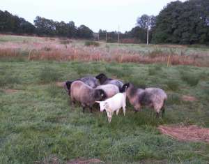 alle vereint,auch die Ziege