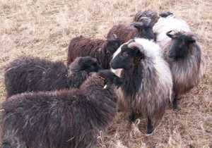 Sieben auf einen Streich