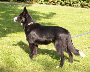 Amidala 6 Monate alt