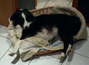 Was habt ihr nur- ich passe noch in meinen Korb!!!