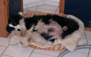 Moni testet das Krbchen