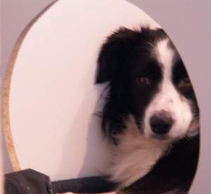 Moni im kleineren Teil der Wurfkiste