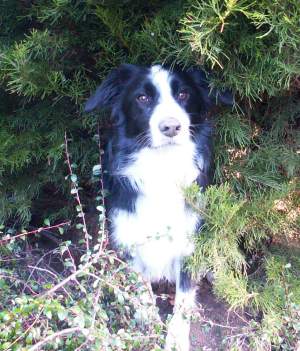 Moni unter ihrem Busch