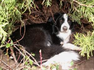 Moni liegt entspannt in ihrer Kuhle