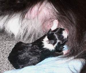 Adato - gerade geboren