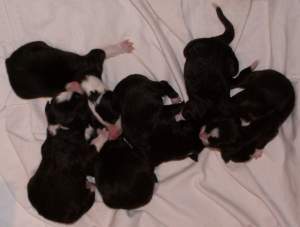 ...bisher nur 6 Zwerge