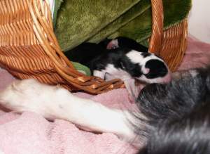 Die Welpen klettern alleine aus dem Korb in die Wurfkiste zurck.