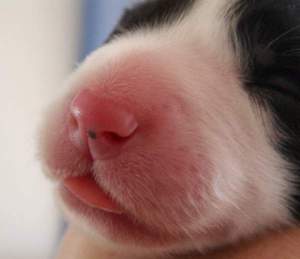 Pigmentbildung beginnt