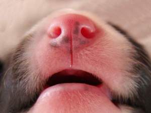 Pigmentbildung beginnt