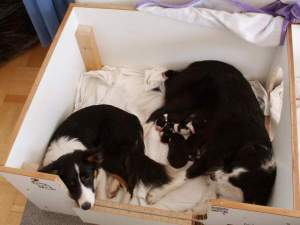 Bruno hats geschafft!