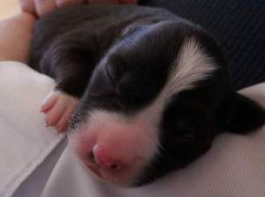 Ayleen schlft auf dem Arm