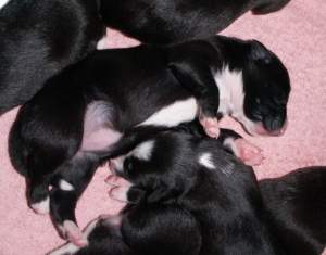 Amidala: Kontaktliegen mit ihren Schwestern