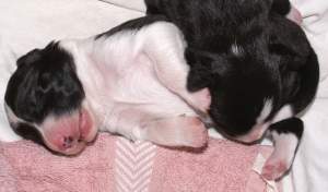 Amidala benutzt Antonia als Kopfkissen