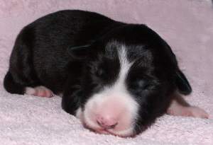 Amely eine Woche alt