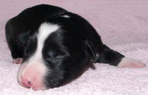 Ayleen eine Woche alt