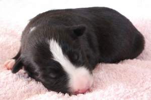 Amidala eine Woche alt