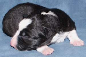 Amigo eine Woche alt