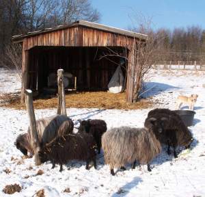 Winter in Baddeckenstedt