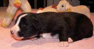 Amidala 2 Wochen alt