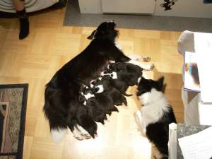 Moni sugt auerhalb der Wurfkiste